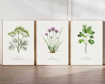May include: Three botanical illustrations of herbs: dill, chives, and coriander. Each illustration features a single plant with its scientific name and common name.