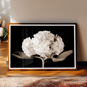 May include: A framed black and white photograph of a hydrangea flower. The flower is in full bloom, with large, clustered white petals. The photograph is in a brown wooden frame, leaning against a wall.