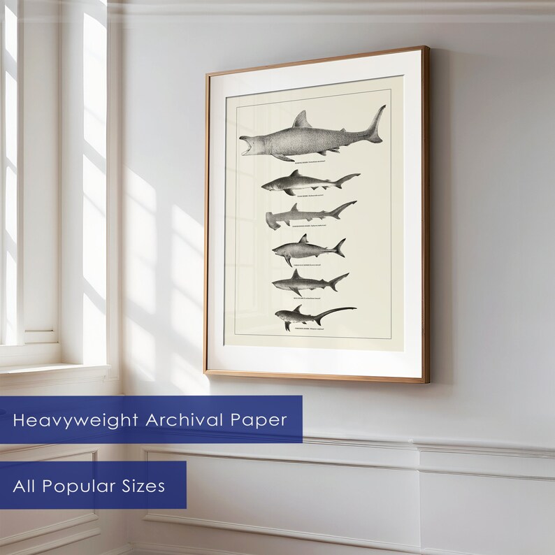 May include: A black and white illustration of seven different types of sharks, including a hammerhead shark, a goblin shark, and a thresher shark. The illustration is framed in a light wood frame and is hanging on a white wall.