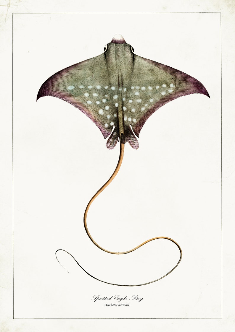 Sealife Drawings Vintage Ray Print Bathroom Wall Art Antique Sealife Illustration Sealife Wall Art