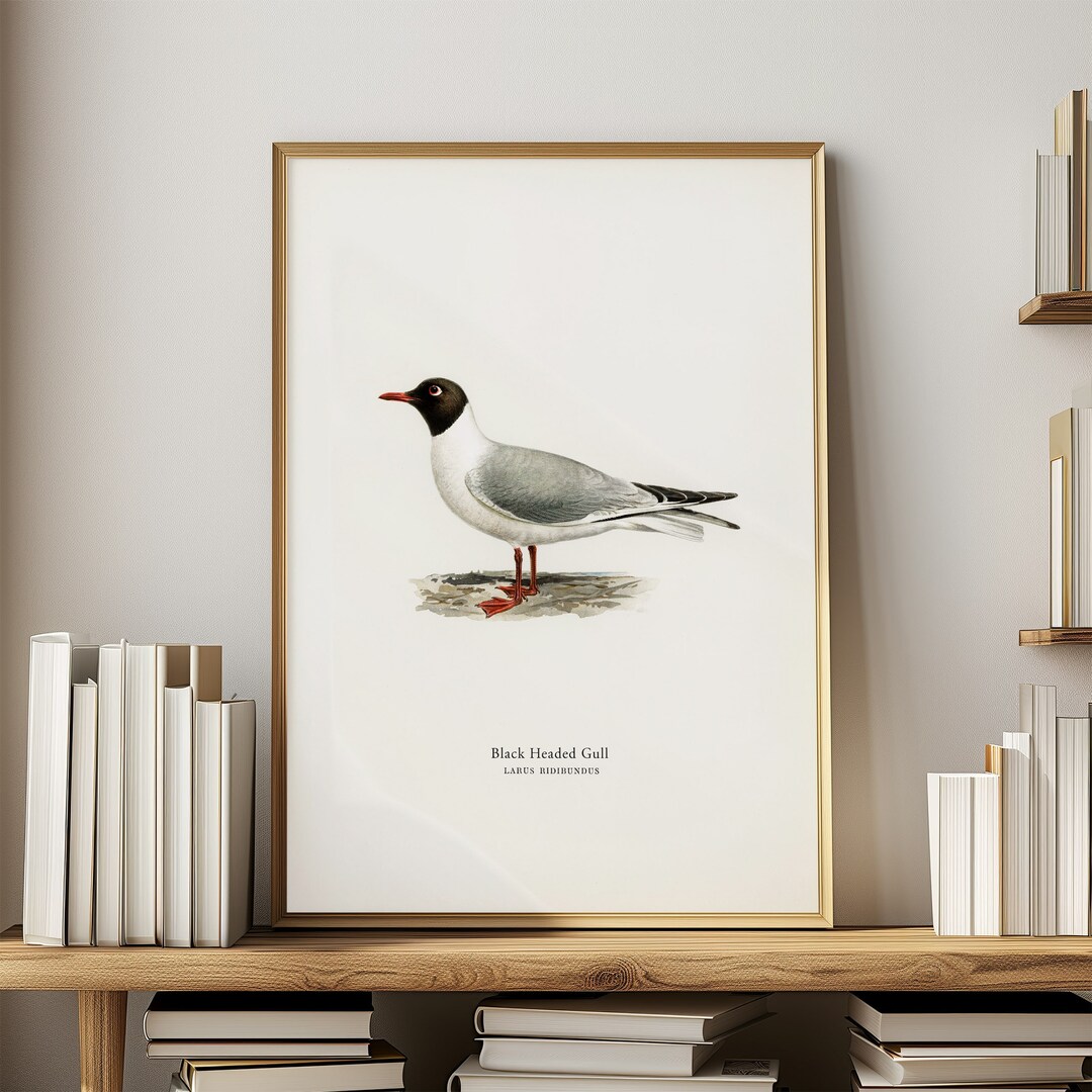 Sea Bird Print Vintage Illustration Seagull Wall Art for Bird Lover ...