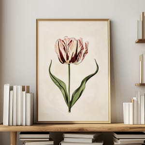 Botanisk väggkonst Vintage tulpantryck Vårdekoration Vardagsrumsinredning oramad Rosa Röd Blomma Naturkonst Sovrum Heminredning Blommor bild 9