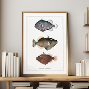 May include: A framed print depicting three different types of triggerfish. The fish are illustrated in a vintage style with detailed markings and colours. The print is titled "Balistes or Trigger Fish".