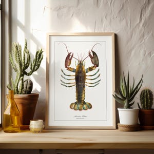 May include: A vintage illustration of an American Lobster, with a detailed depiction of its body and claws. The lobster is colored in shades of green, brown, and red, with a white background.