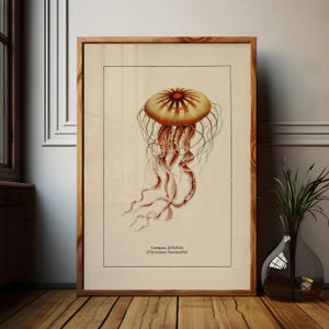 Väggkonst med havsliv för kustdekor, retro badrumstryck med havstema, vintage manetposter, naturhistorisk illustration, strandhusstämning bild 2