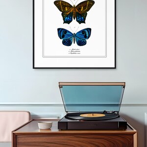 Pu&ograve; includere: Un'illustrazione vintage incorniciata di tre farfalle blu con il testo francese "Papillons Bleus" in alto. Le farfalle sono disposte verticalmente, con la pi&ugrave; grande in alto e la pi&ugrave; piccola in basso.