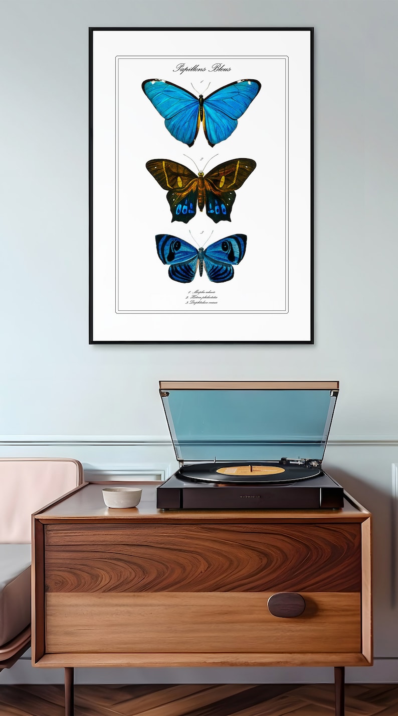 Pu&ograve; includere: Un'illustrazione vintage incorniciata di tre farfalle blu con il testo francese "Papillons Bleus" in alto. Le farfalle sono disposte verticalmente, con la pi&ugrave; grande in alto e la pi&ugrave; piccola in basso.