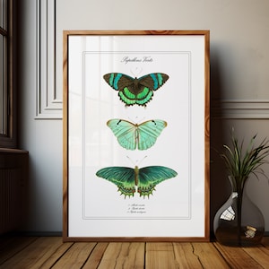 Mariposas imprimir mariposa arte vintage decoración verde mariposa pared arte historia natural arte para la ciencia decoración regalo para el amante de la naturaleza