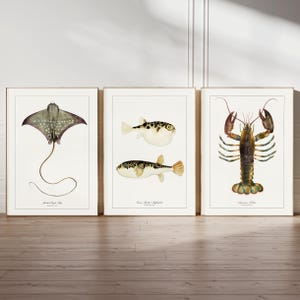 Vintage Sealife Illustration Set of 3 Olive Green Nature Prints Bathroom Wall Art Sea Creatures Antique Art Academia Decor Sea Lover Gift