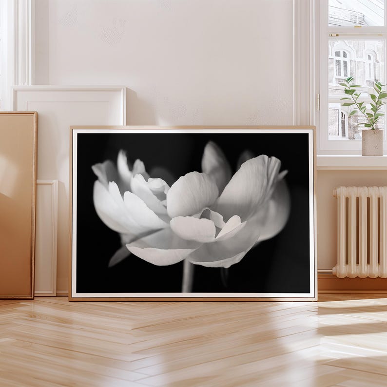 May include: Black and white framed print of a flower in full bloom. The petals are soft and layered, with a dark background. The print is in a light-colored wooden frame, displayed in a well-lit room with a wooden floor.