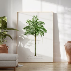 May include: A botanical illustration of a green palm tree with a white background. The text "PL. II. - ARECA LORI-PACA. - MARTIUS. 1824." is at the bottom of the image.
