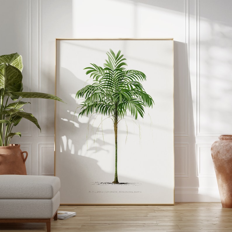 May include: A botanical illustration of a green palm tree with a white background. The text "PL. II. - ARECA LORI-PACA. - MARTIUS. 1824." is at the bottom of the image.