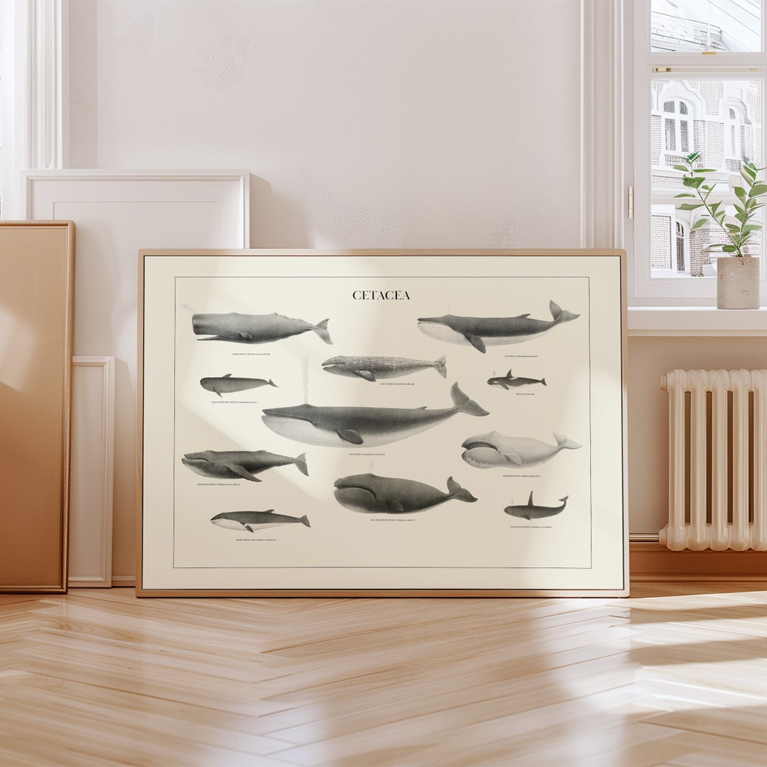 Vintage Whale Art Print for Coastal Decor Wall Art Humpback Whale Print ...