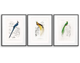 Vintage Bird Art Ave del Paraíso Impresión Conjunto de 3 Impresiones de Aves Aves Tropicales Ilustración de Aves