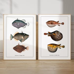 Pair of Vintage Colourful Fish Prints Bathroom Wall Art Set Natural History Print Set Aquatic Illustrations