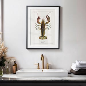 May include: A framed illustration of a lobster with a white background. The lobster is depicted in a realistic style with detailed markings and colors. The frame is black and the illustration is titled "Homarus Lobster".