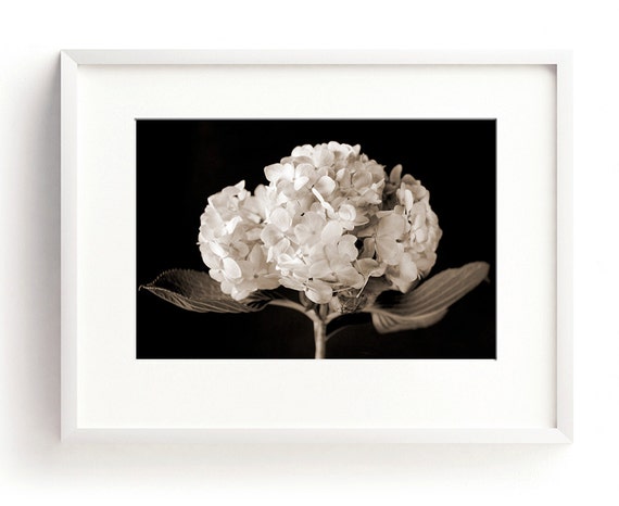 Hydrangea Print Floral Wall Art Black and White Print Flower Photography Nature Print Large Flower Print Botanical Art, Large Wall Art