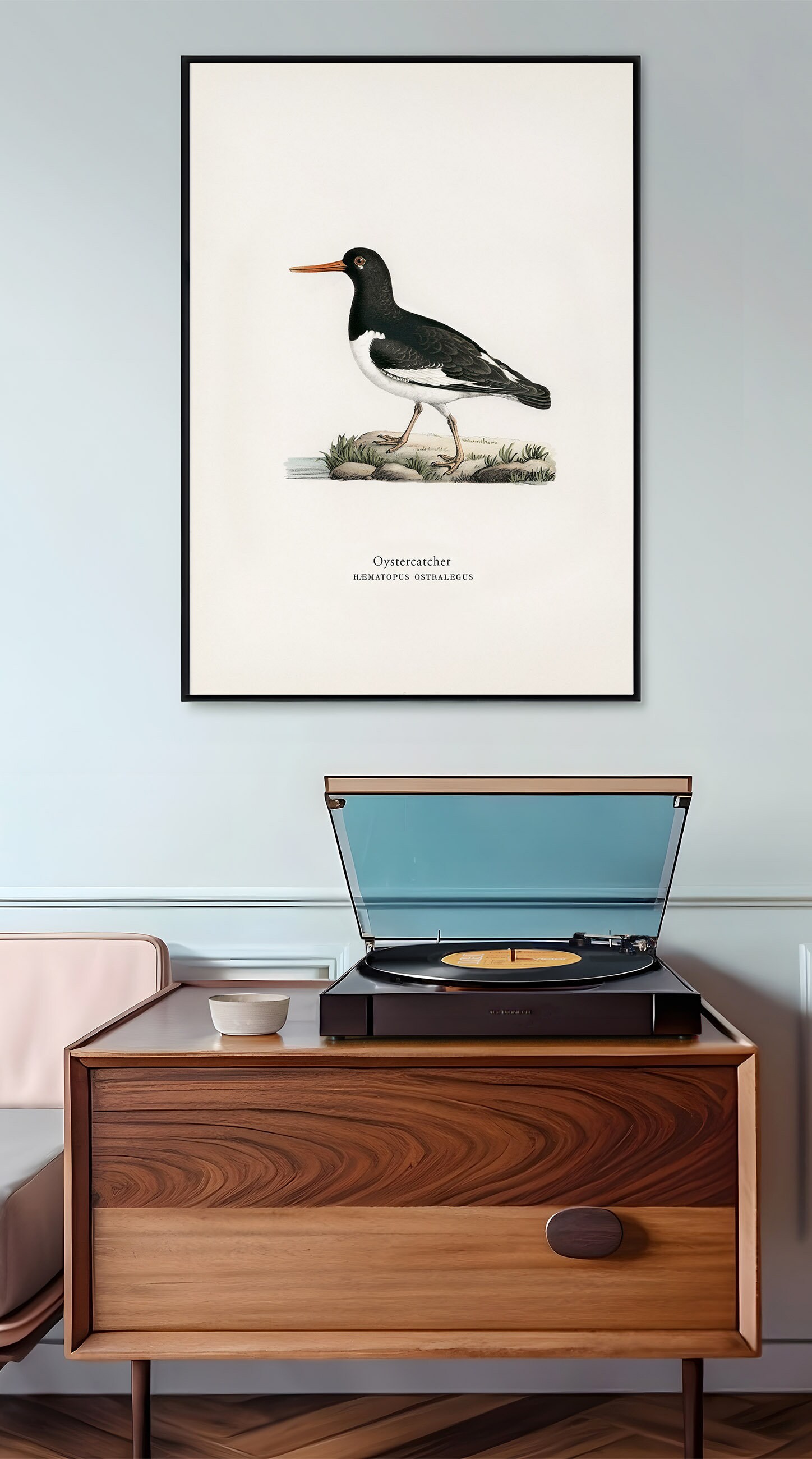 Vintage Coastal Decor Sea Bird Wall Art Oystercatcher Print for Bird ...