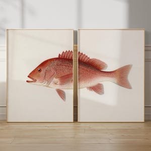 Nautisk fisktryck Röd snapperkonst 2 paneler väggdekoration kuststil vintage maritim inredning kök fisk och skaldjur restaurang konstverk