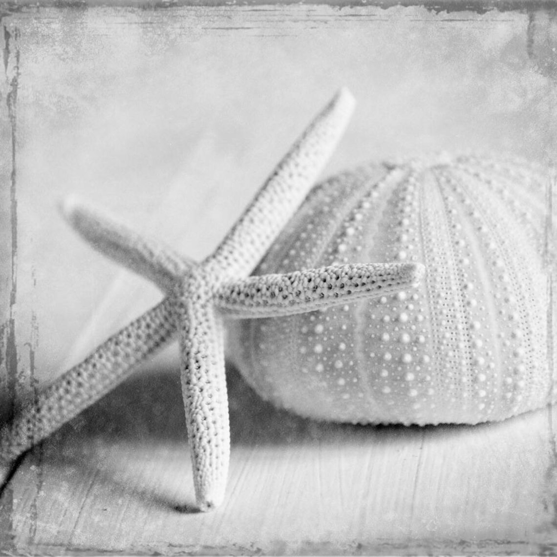 Sea Shell Prints Coastal Decor Set 3 Prints Starfish Art Bathroom Wall ...