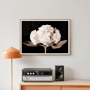 May include: Sepia-toned framed print of a white hydrangea flower against a black background. The flower is in full bloom, with large, textured petals. The print is displayed above a stereo system and a speaker on a wooden surface.