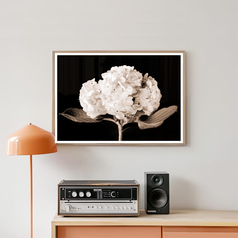 May include: Sepia-toned framed print of a white hydrangea flower against a black background. The flower is in full bloom, with large, textured petals. The print is displayed above a stereo system and a speaker on a wooden surface.