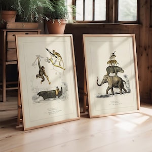 Può includere: Due stampe vintage di animali incorniciate. Una presenta scimmie e un pipistrello, l'altra un elefante, un ippopotamo, un leopardo e una scimmia. Le stampe hanno uno sfondo crema con illustrazioni dettagliate e sono incorniciate in legno chiaro.
