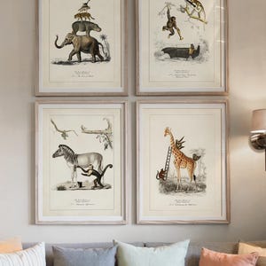 May include: Four framed vintage-style animal prints. Each print features a different animal scene, including an elephant with other animals stacked on top, a monkey swinging from a tree, a zebra with a monkey, and a giraffe with a ladder.