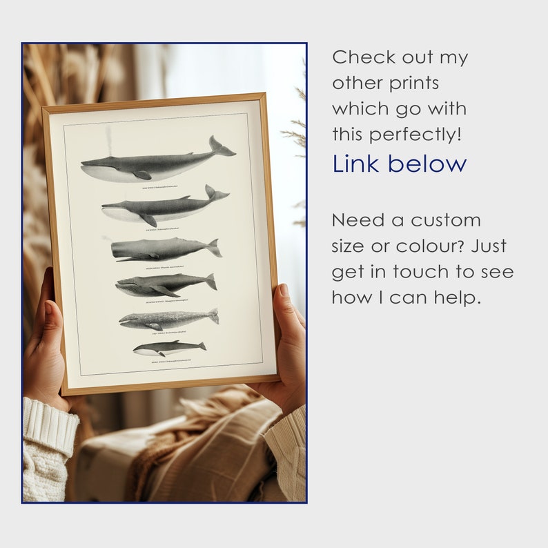 May include: A framed print of a black and white illustration of different types of whales. The print is being held by a person's hands. The text on the print reads "Check out my other prints which go with this perfectly! Link below Need a custom size or colour? Just get in touch to see how I can help."