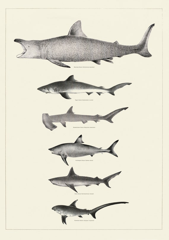 Shark Species Chart