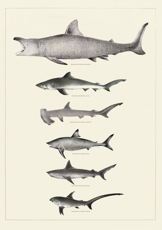 Shark Comparison Chart