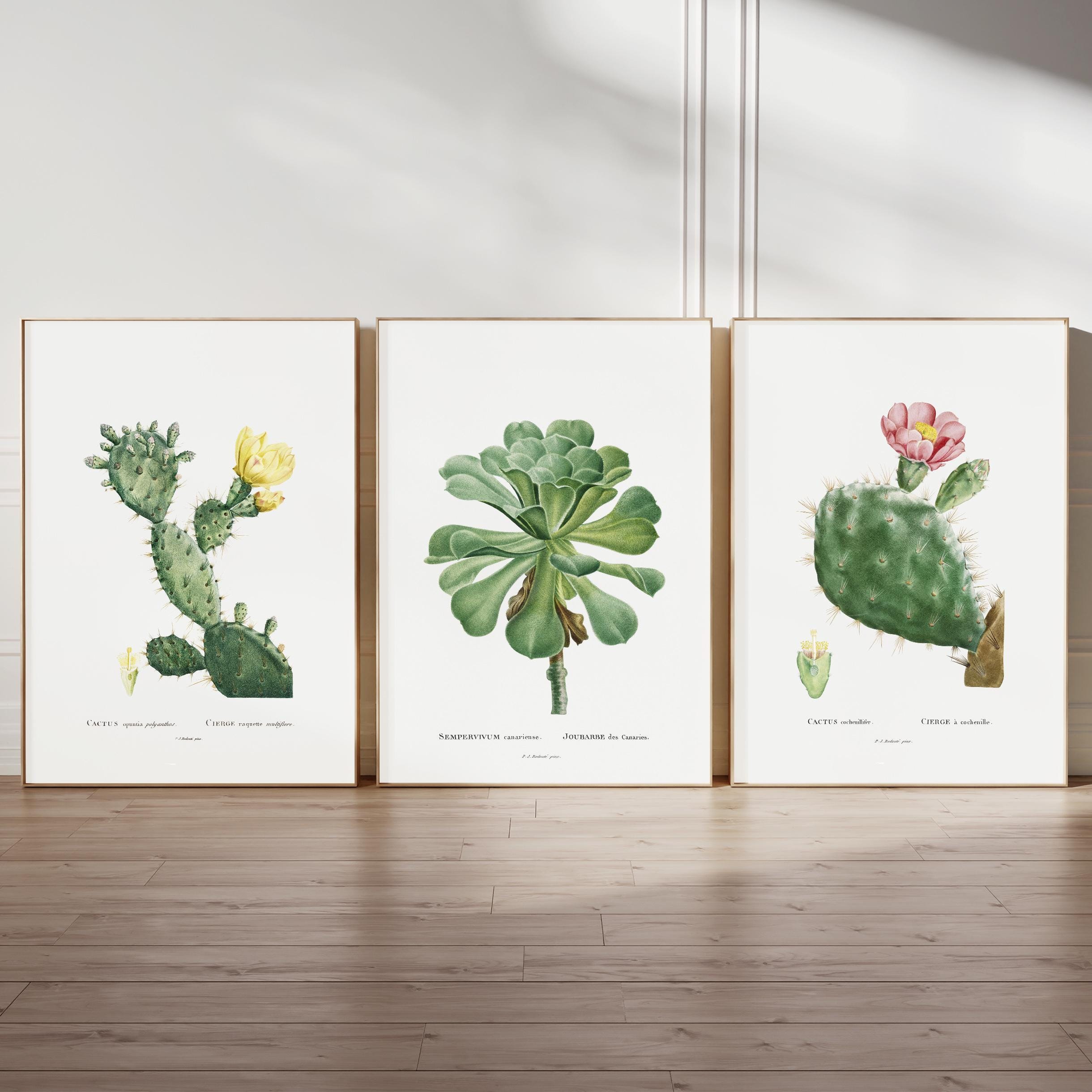 Botanical Wall Art Set Collection Home Decor Vintage Display Succulent ...