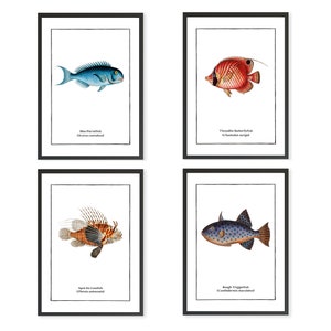 Set of 4 Vintage Fish Prints, Tropical Fish Minimalist Wall Art image 1