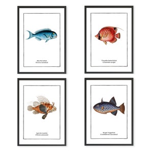 Set of 4 Vintage Fish Prints Tropical Fish Minimalist Wall Art