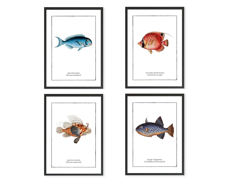 Set of 4 Vintage Fish Prints, Tropical Fish Minimalist Wall Art image 1