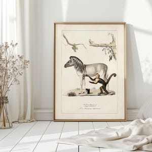 May include: A framed vintage print featuring a zebra and a monkey. The zebra is light gray with black stripes, and the monkey is dark brown. The print has a beige background and is in a gold frame. The print is leaning against a white wall.
