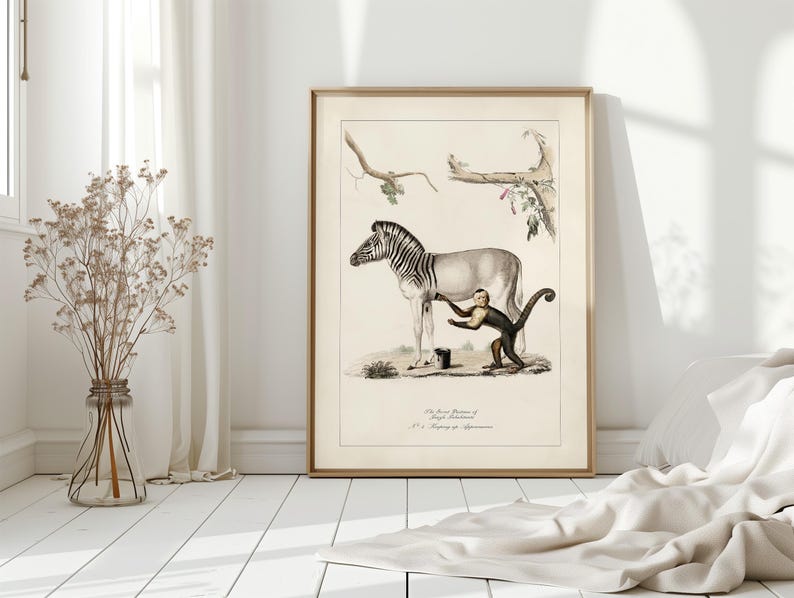 May include: A framed vintage print featuring a zebra and a monkey. The zebra is light gray with black stripes, and the monkey is dark brown. The print has a beige background and is in a gold frame. The print is leaning against a white wall.