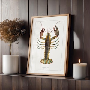 May include: A framed illustration of an American lobster with a white background. The lobster is depicted in a detailed, realistic style with its claws raised and its body in a curled position. The illustration is titled "American Lobster" with the scientific name "Homarus americanus" printed below.