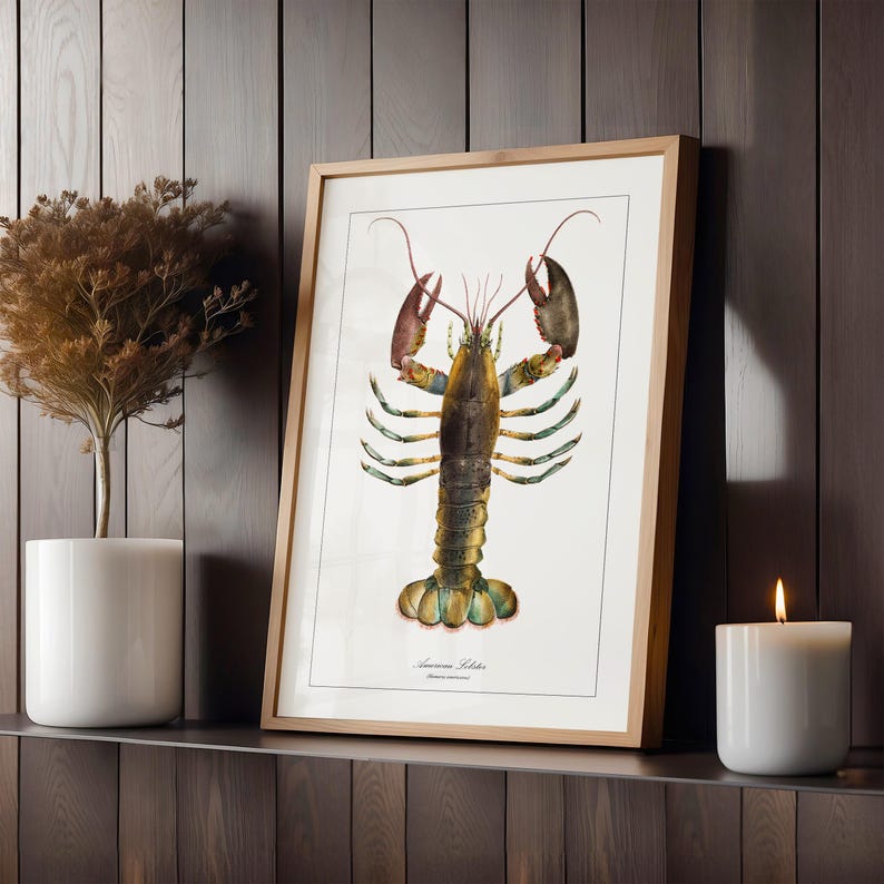 May include: A framed illustration of an American lobster with a white background. The lobster is depicted in a detailed, realistic style with its claws raised and its body in a curled position. The illustration is titled "American Lobster" with the scientific name "Homarus americanus" printed below.