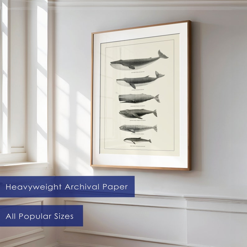 May include: A black and white illustration of different types of whales, including a blue whale, a humpback whale, a sperm whale, a fin whale, a gray whale, and a minke whale. The illustration is framed in a simple, light wood frame.