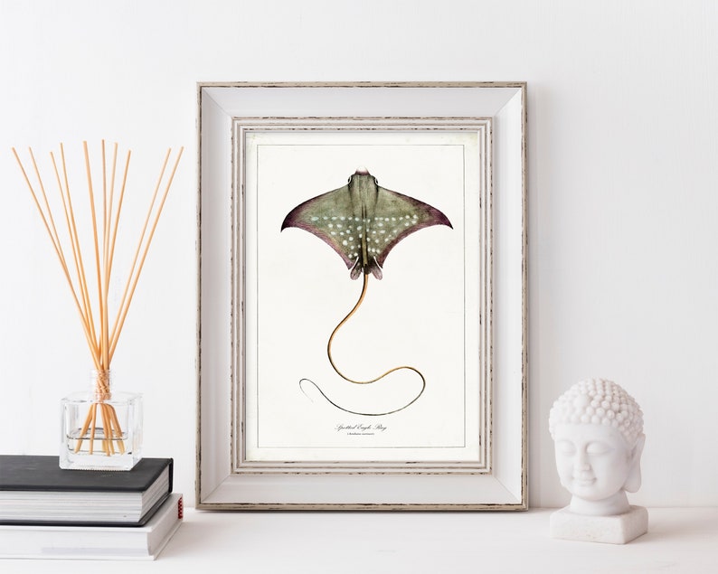 Sealife Drawings Vintage Ray Print Bathroom Wall Art Antique Sealife Illustration Sealife Wall Art