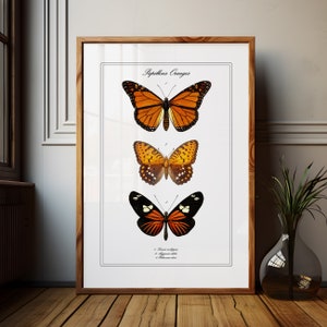 May include: A vintage botanical illustration of three orange butterflies with black markings. The butterflies are arranged vertically, with the largest butterfly at the top and the smallest butterfly at the bottom. The illustration is titled "Papillons Oranges" and includes the scientific names of each butterfly.