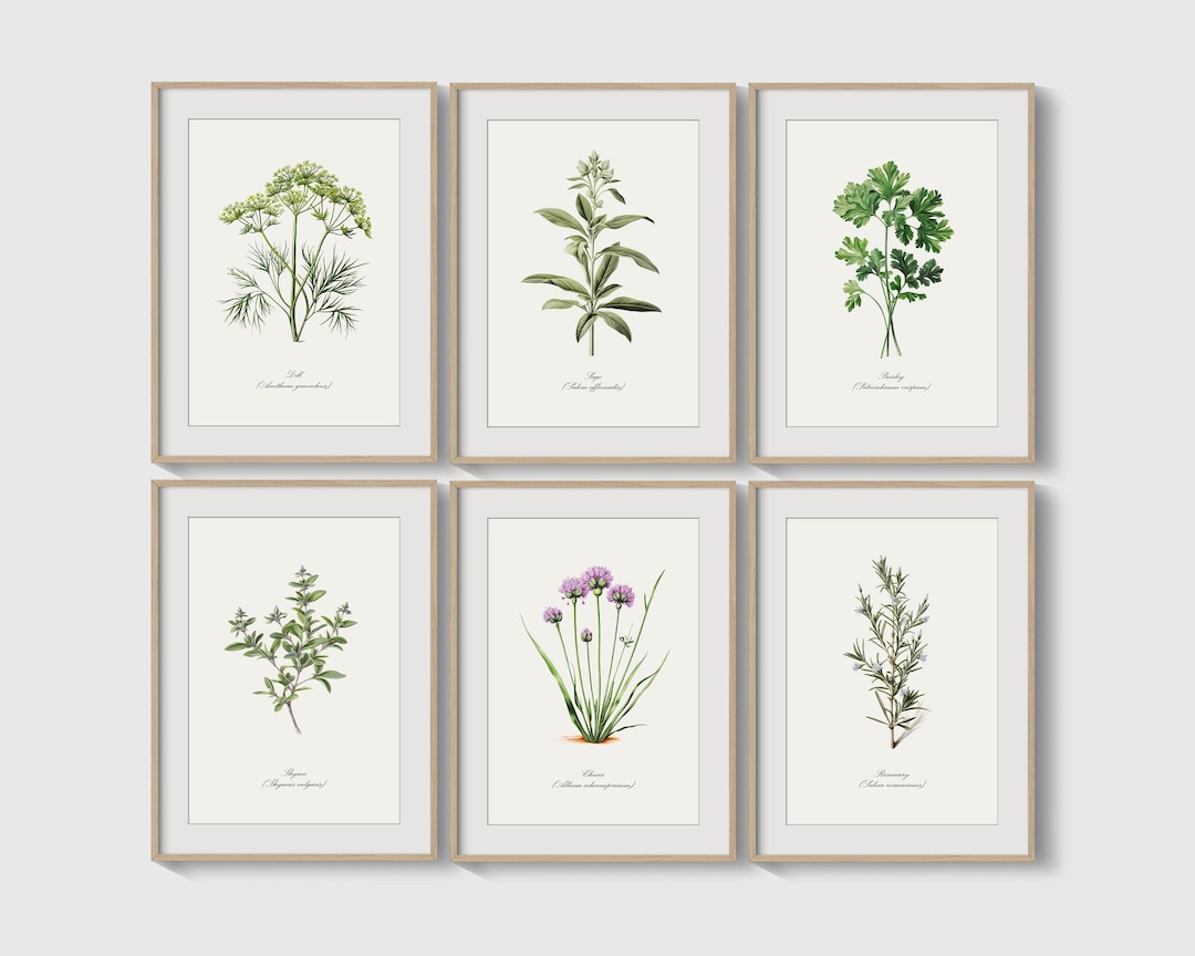 Vintage Kitchen Wall Art Herb Plant Paintings Set of 6 Prints for ...