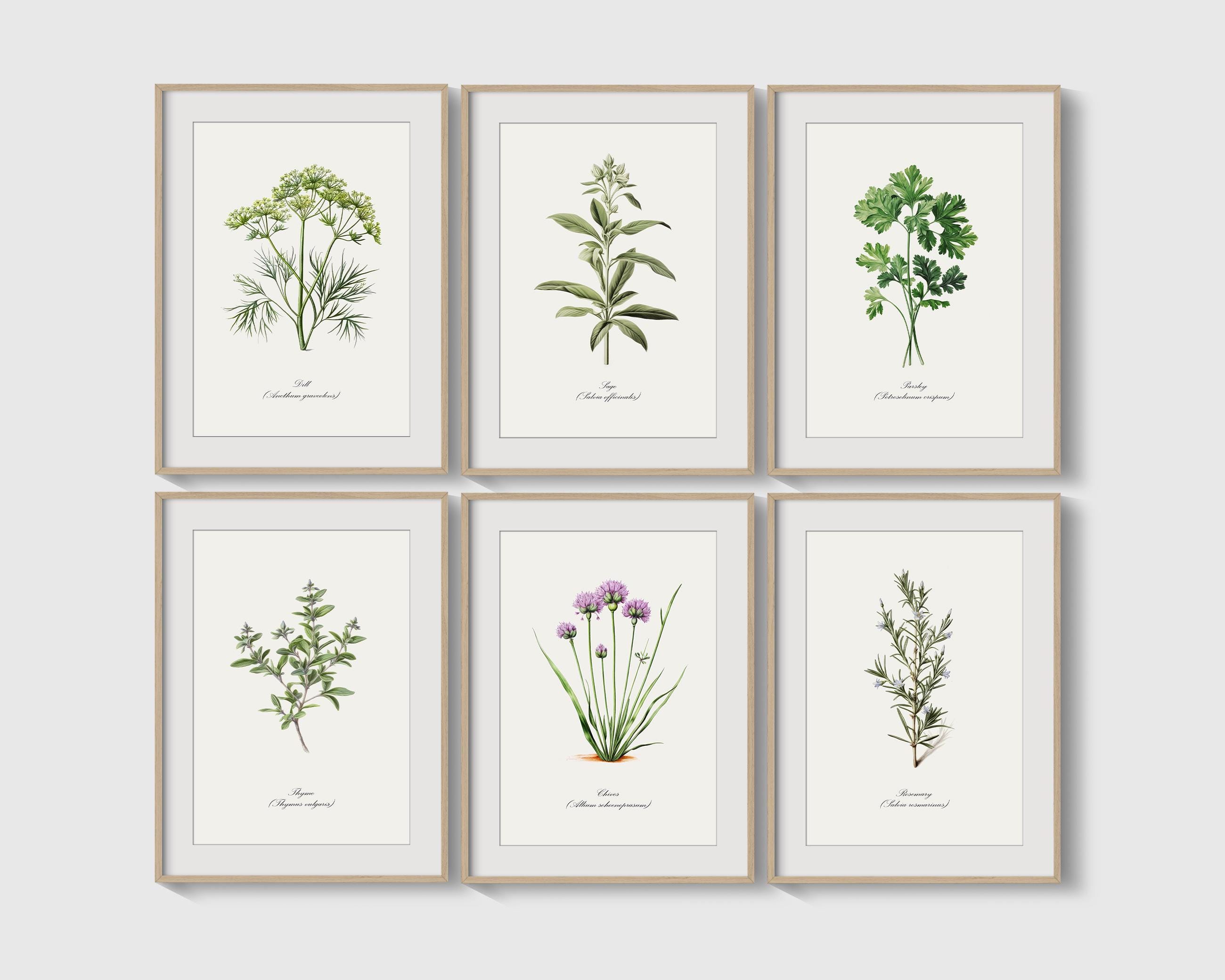 Rumlly Poster e stampe botaniche antiche Rustico Agriturismo Wall Art Canvas Pittura Piante Immagini per soggiorno Decorazione murale 70x100cmx4 Senza cornice