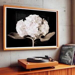 May include: A framed black and white photograph of a hydrangea flower with a wooden frame. The photograph is hanging on a gray wall above a wooden record player and a stack of vinyl records.