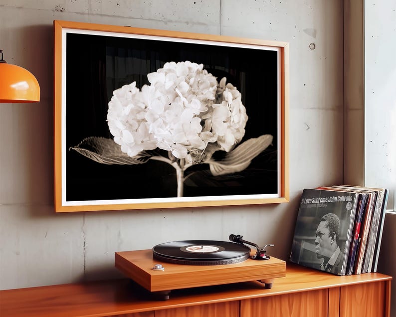 May include: A framed black and white photograph of a hydrangea flower with a wooden frame. The photograph is hanging on a gray wall above a wooden record player and a stack of vinyl records.