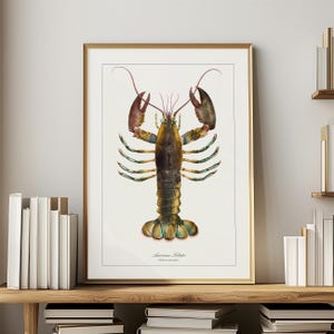 May include: A vintage illustration of an American Lobster, with a detailed depiction of its body and claws. The lobster is illustrated in shades of brown, green, and yellow, with pink accents on its tail.