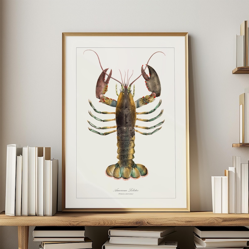 May include: A vintage illustration of an American Lobster, with a detailed depiction of its body and claws. The lobster is illustrated in shades of brown, green, and yellow, with pink accents on its tail.