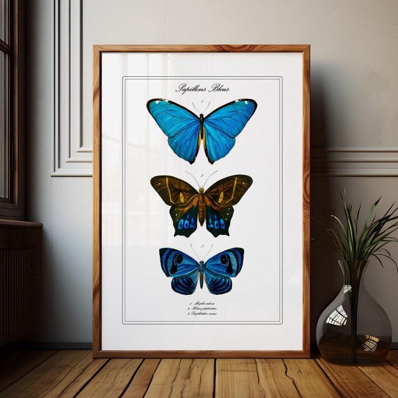 Pu&ograve; includere: Un'illustrazione vintage di tre farfalle con ali blu e marroni. Le farfalle sono disposte verticalmente, con la farfalla pi&ugrave; grande in alto e la pi&ugrave; piccola in basso. L'illustrazione &egrave; intitolata "Papillons Bleus".