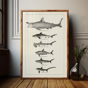 May include: A black and white illustration of seven different shark species, including the Goblin Shark, the Hammerhead Shark, and the Thresher Shark. The illustration is framed and displayed on a white wall.